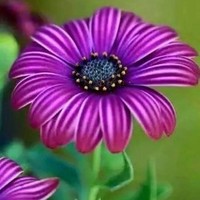 عزام ابوبكر