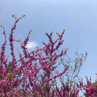 Spring Ye