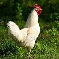Jean-Pascal Poulet