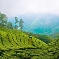 Shaanu S