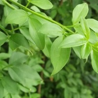 朱显伟