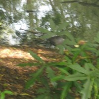 Nidya Tibana Chaparro