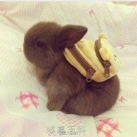 嵇进军