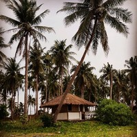 Island Life