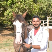 Assem Sayed