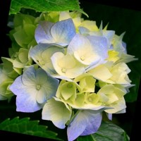 Qutab Farid