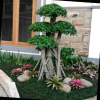 Tukang Taman Jabodetabek - Tukang Taman murah dan Bergaransi