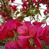 مستر كي غصخفبم