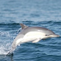 lourdes isasa lópez