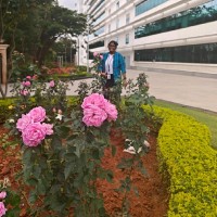 Dillirani Nalla