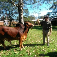 Nelson Lanche Dlutowski