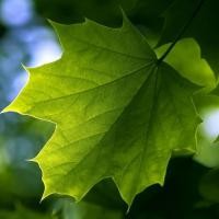 Tiến Nguyễn Minh