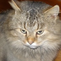 дмитрий шершнев