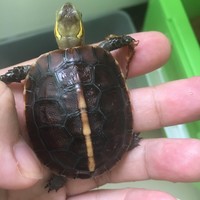杨宗方