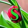 Sijon Joy