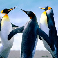 Sara Roy