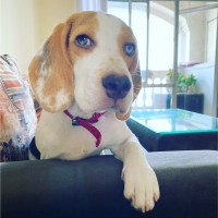 Shiro Beagle
