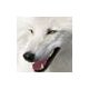 Adam Whitewolf