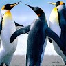 Cesar Guel