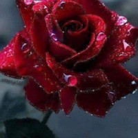 سوزان احمد قزاز