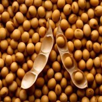 Food Cereales