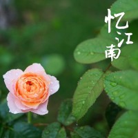 谢永梅