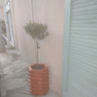 Haralampos Saliveros