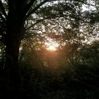 Summer Agnew