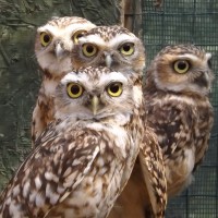 The Owls Trust
