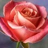 Naresh Jain