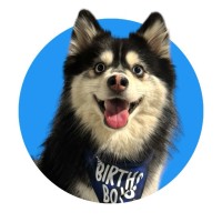 Houdini The Pomsky