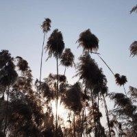 刘振雄