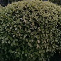黄振彬