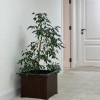 Sara Al Blooshi (IA , PCC Fellowship , PMP)