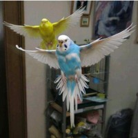 Mr.Rafiqul islam Sharif