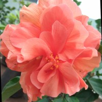 Shwetha S