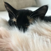 Basil B.