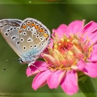 Sacco Brunella