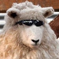 Derek The Weathersheep