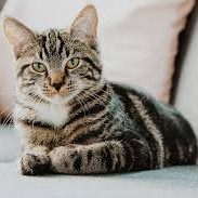 Caty Lerse