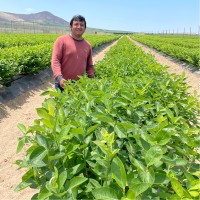 Diego Jesús Rodríguez Navarrete