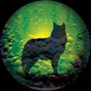 Wolf K.