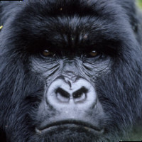 J. Gonzalez Enriquez