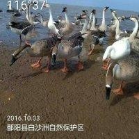 袁静静