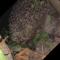 Αποστολος Φωτίου