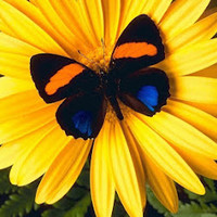 Andy Ross { Free Bingo Games Online }