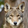 Red Wolf