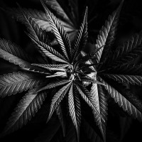 Alexander Klomsdorff