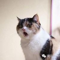 吴玉亭