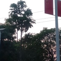 王玉盼